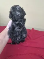 Daryl , a male Boykin Spaniel and Poodle - Miniature  for sale in Statesboro, GA – 3 of 3