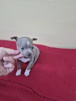 Tiny girl, a female Chihuahua for sale in Statesboro, GA – 3 of 3