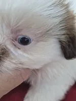 Lily, a female Shih Tzu for sale in Statesboro, GA – 2 of 3