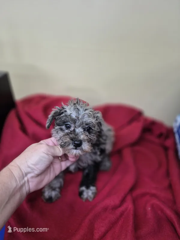 Allie – Schnoodle puppy for sale in Statesboro, GA