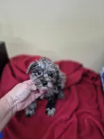Allie, a female Schnoodle for sale in Statesboro, GA – 1 of 2