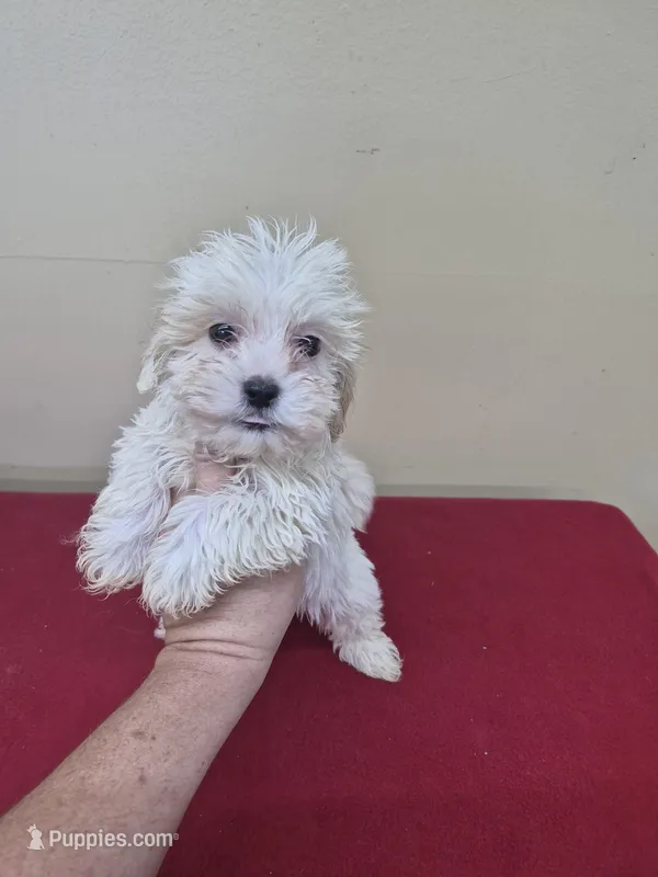 Charlie – Shihpoo puppy for sale in Statesboro, GA