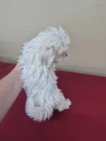 Charlie, a male Shihpoo for sale in Statesboro, GA – Photo 2 of 2