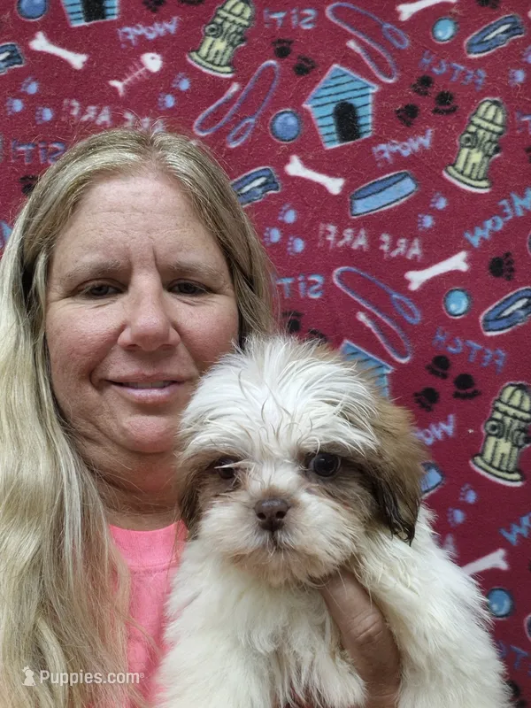 Jack – Shih Tzu puppy for sale in Statesboro, GA