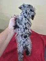 Allie, a female Schnoodle for sale in Statesboro, GA – 5 of 5