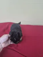 Carrie, a female Pomapoo and Cocker Spaniel for sale in Statesboro, GA – 2 of 3