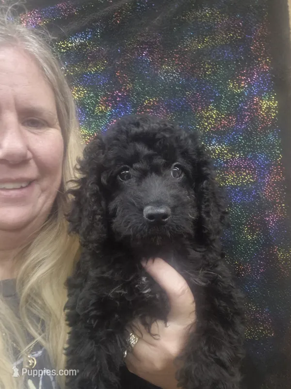 Drake – Cockapoo puppy for sale in Statesboro, GA