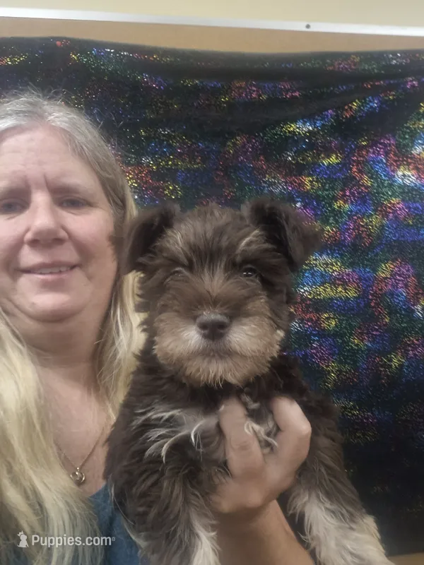 Rex – Miniature Schnauzer puppy for sale in Statesboro, GA