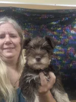Rex, a male Miniature Schnauzer for sale in Statesboro, GA – 1 of 1