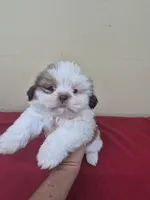 Lily, a female Shih Tzu for sale in Statesboro, GA – 1 of 3
