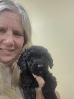Deb, a female Cockapoo for sale in Statesboro, GA – 1 of 1
