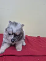 Leila, a female Pomeranian for sale in Statesboro, GA – 4 of 4