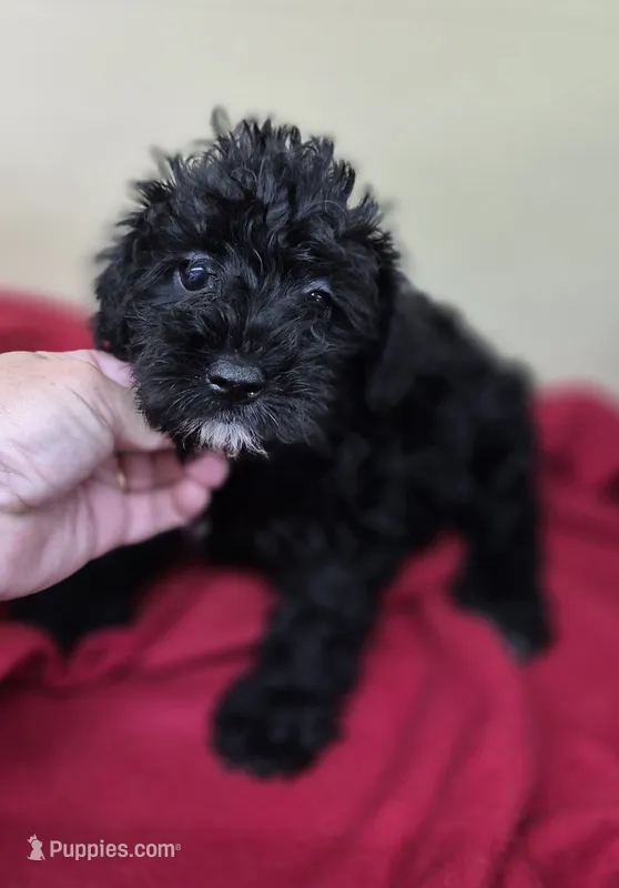 Axel – Schnoodle puppy for sale in Statesboro, GA