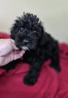 Axel, a male Schnoodle for sale in Statesboro, GA – 1 of 1