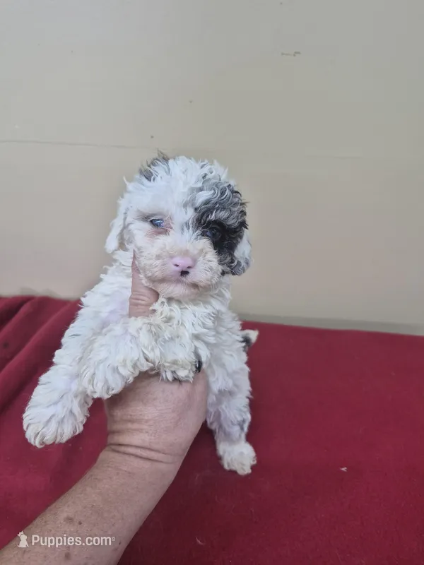 Macey – Cockapoo puppy for sale in Statesboro, GA