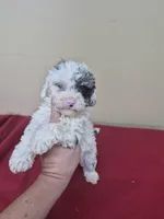 Macey, a female Cockapoo for sale in Statesboro, GA – Photo 1 of 2