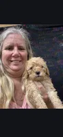 Debbie, a female Cockapoo for sale in Statesboro, GA – 2 of 2