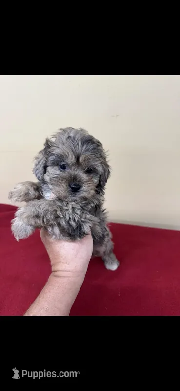 Trey – Shihpoo puppy for sale in Statesboro, GA