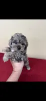 Trey, a male Shihpoo for sale in Statesboro, GA – 1 of 1
