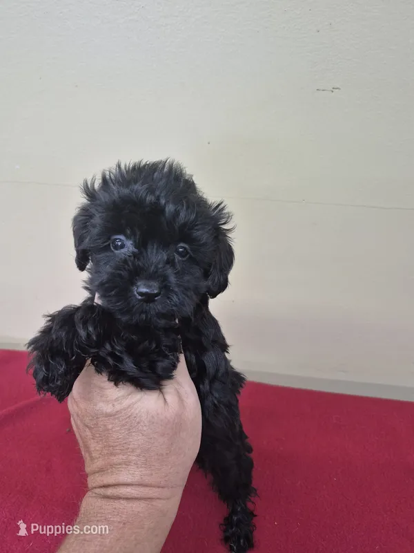 Darla – Yorkipoo puppy for sale in Statesboro, GA