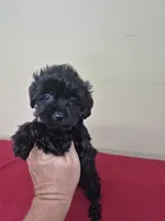Darla, a female Yorkipoo for sale in Statesboro, GA – 1 of 2