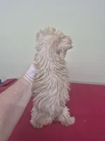 Charlie , a male Miniature Schnauzer and Yorkshire Terrier for sale in Statesboro, GA – 2 of 2