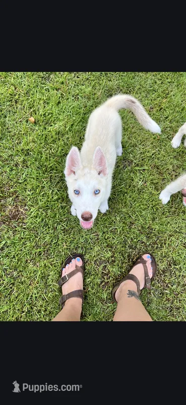 Husky – Siberian Husky puppy for sale in Statesboro, GA