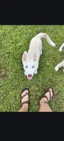 Husky, a female Siberian Husky for sale in Statesboro, GA – 1 of 1