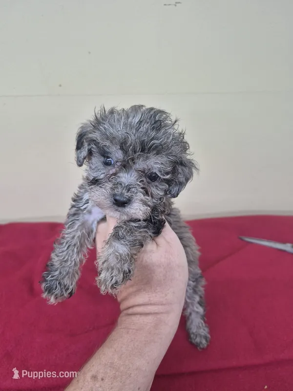 Paisley – Poodle - Miniature  puppy for sale in Statesboro, GA