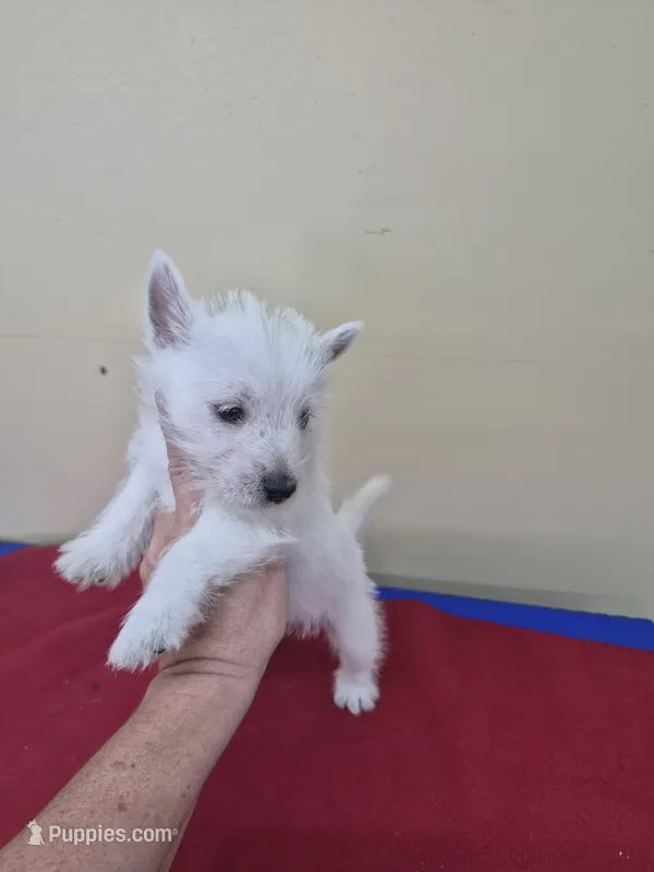 Larry – West Highland White Terrier puppy for sale in Statesboro, GA