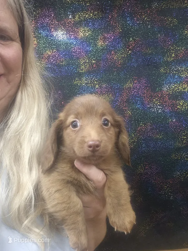 Harley – Dachshund puppy for sale in Statesboro, GA