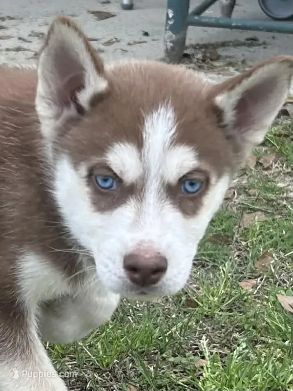 Leland – Siberian Husky puppy for sale in Statesboro, GA