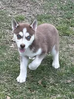 Leland, a male Siberian Husky for sale in Statesboro, GA – Photo 2 of 2