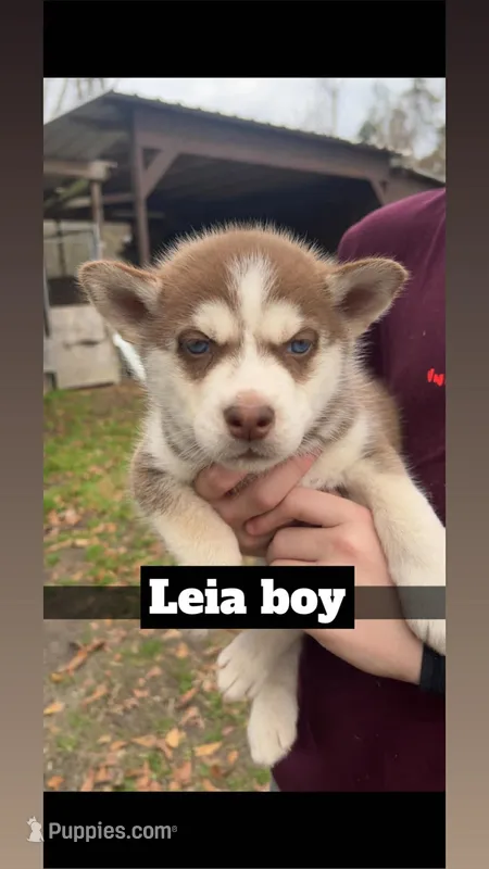 Lee – Siberian Husky puppy for sale in Statesboro, GA