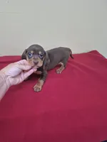 Jack, a male Miniature Dachshund for sale in Statesboro, GA – 3 of 3