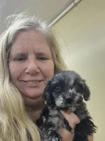 Daryl , a male Boykin Spaniel and Poodle - Miniature  for sale in Statesboro, GA – 2 of 3