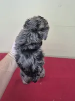 Rex, a female Yorkipoo for sale in Statesboro, GA – 2 of 2