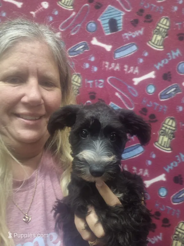 Abbie – Schnoodle puppy for sale in Statesboro, GA