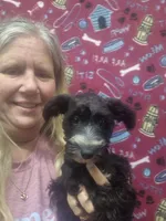Abbie, a female Schnoodle for sale in Statesboro, GA – 1 of 2
