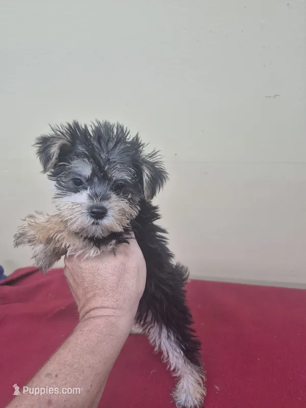 Shelly – Miniature Schnauzer, Yorkshire Terrier puppy for sale in Statesboro, GA