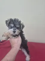 Shelly, a female Miniature Schnauzer and Yorkshire Terrier for sale in Statesboro, GA – 1 of 2