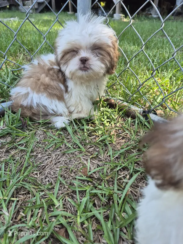 Jayson – Shih Tzu puppy for sale in Statesboro, GA