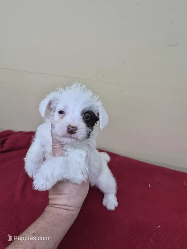 Betsy – Schnoodle puppy for sale in Statesboro, GA