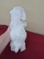 Betsy, a female Schnoodle for sale in Statesboro, GA – Photo 2 of 2