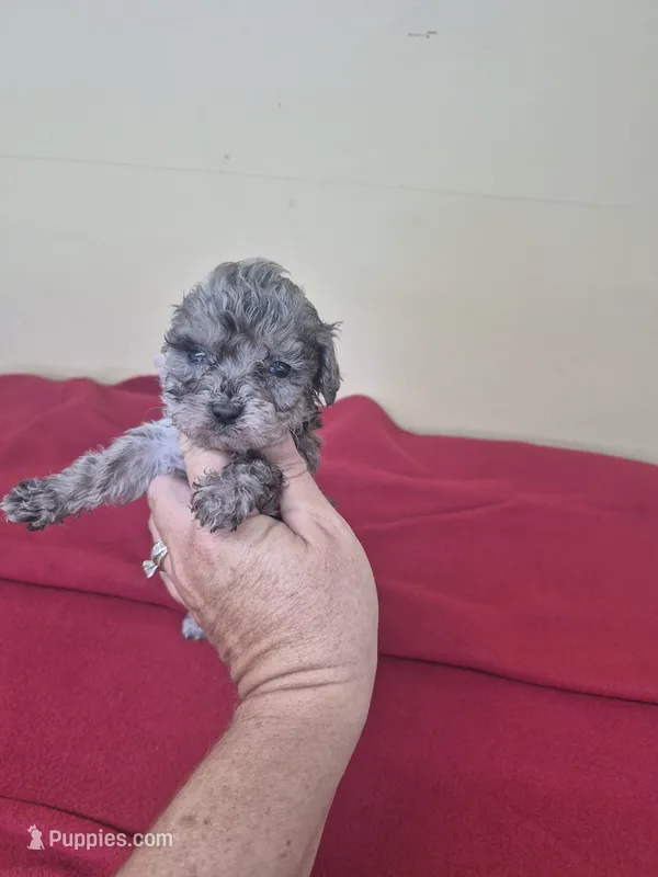 Paisley – Poodle - Miniature  puppy for sale in Statesboro, GA