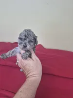Paisley, a female Poodle - Miniature  for sale in Statesboro, GA – 1 of 1