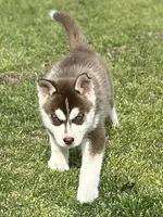 Levi, a male Siberian Husky for sale in Statesboro, GA – Photo 2 of 2