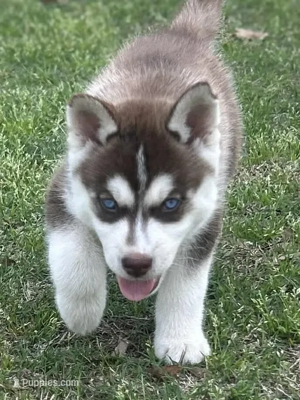 Levi – Siberian Husky puppy for sale in Statesboro, GA