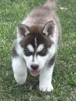 Levi, a male Siberian Husky for sale in Statesboro, GA – Photo 1 of 2