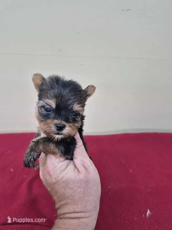 Cindi – Yorkshire Terrier puppy for sale in Statesboro, GA